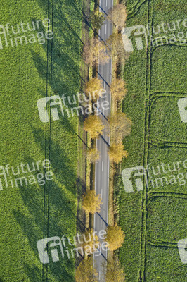 Symbolfoto Goldener Herbst