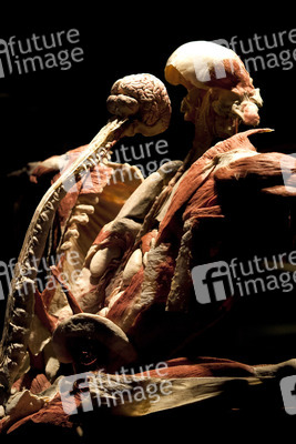 Ausstellung 'Body Worlds - The Rhythm of Life' in Madrid