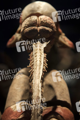 Ausstellung 'Body Worlds - The Rhythm of Life' in Madrid