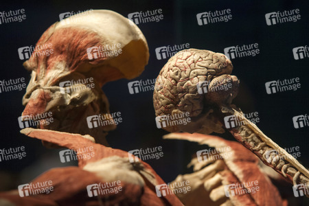 Ausstellung 'Body Worlds - The Rhythm of Life' in Madrid