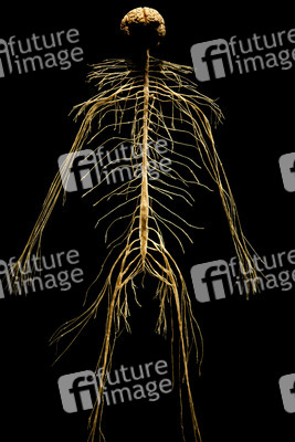 Ausstellung 'Body Worlds - The Rhythm of Life' in Madrid