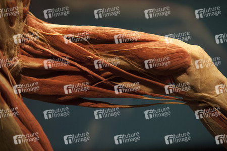 Ausstellung 'Body Worlds - The Rhythm of Life' in Madrid