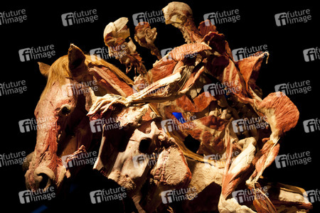 Ausstellung 'Body Worlds - The Rhythm of Life' in Madrid