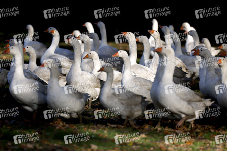 Symbolfoto Mastgänse