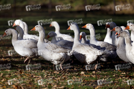 Symbolfoto Mastgänse