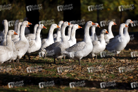 Symbolfoto Mastgänse