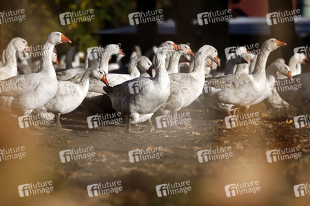 Symbolfoto Mastgänse