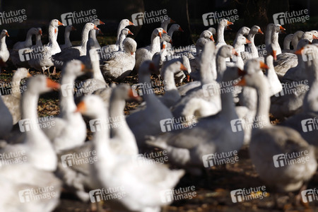 Symbolfoto Mastgänse