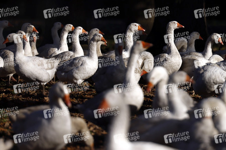 Symbolfoto Mastgänse