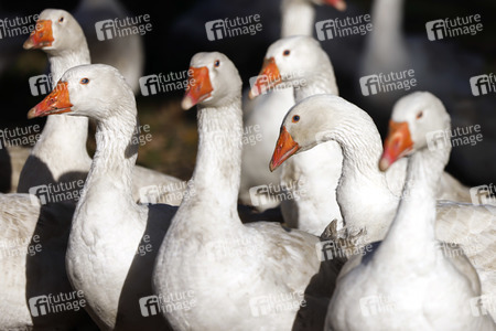 Symbolfoto Mastgänse