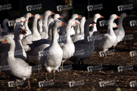 Symbolfoto Mastgänse