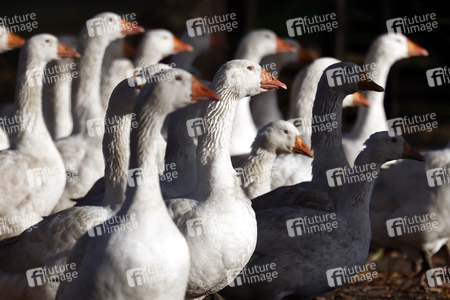 Symbolfoto Mastgänse