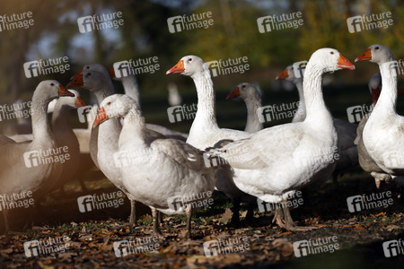 Symbolfoto Mastgänse