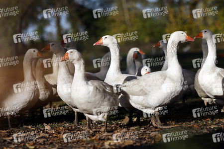 Symbolfoto Mastgänse