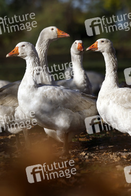 Symbolfoto Mastgänse