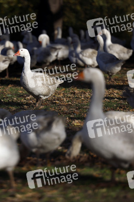 Symbolfoto Mastgänse