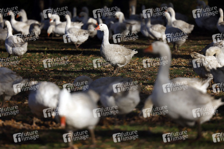 Symbolfoto Mastgänse