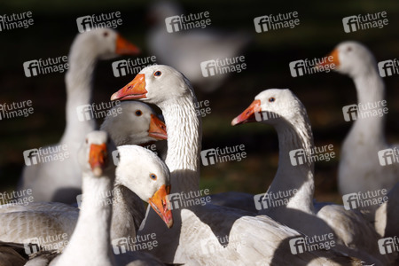 Symbolfoto Mastgänse