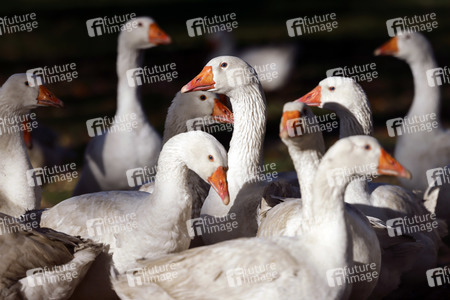 Symbolfoto Mastgänse