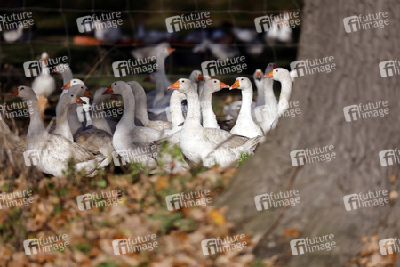 Symbolfoto Mastgänse