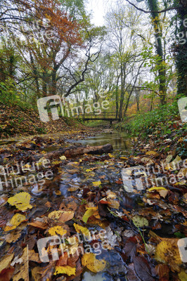 Herbstwald in Hannover
