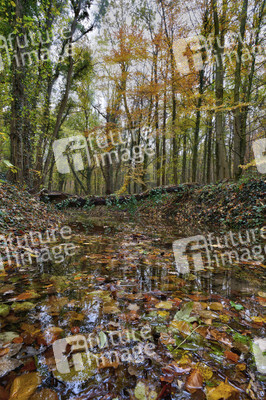 Herbstwald in Hannover
