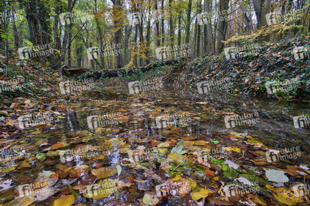 Herbstwald in Hannover