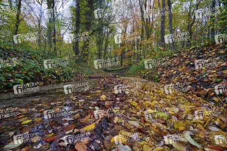 Herbstwald in Hannover