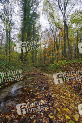 Herbstwald in Hannover