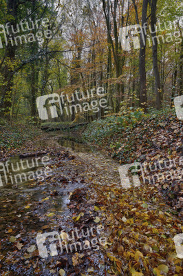 Herbstwald in Hannover