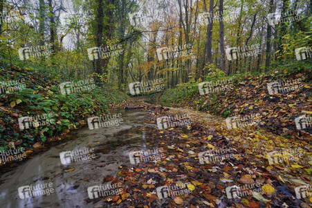 Herbstwald in Hannover