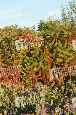 NATURE ART: Bodypainting Herbstimpressionen