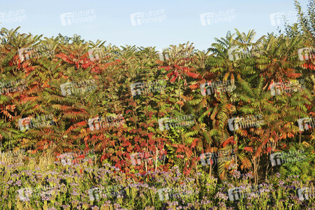 NATURE ART: Bodypainting Herbstimpressionen