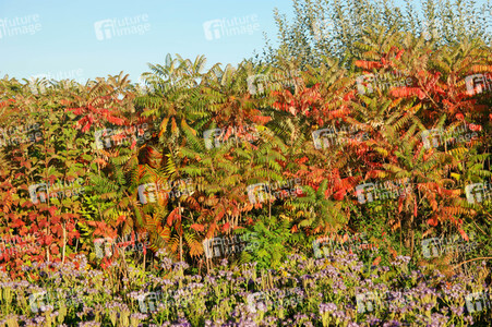 NATURE ART: Bodypainting Herbstimpressionen