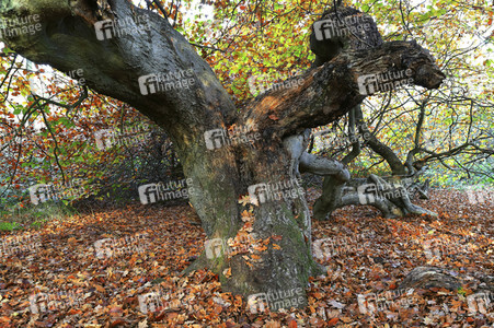 NATURE ART: Bodypainting Herbstimpressionen