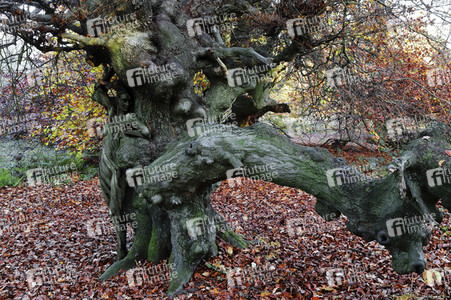 NATURE ART: Bodypainting Herbstimpressionen