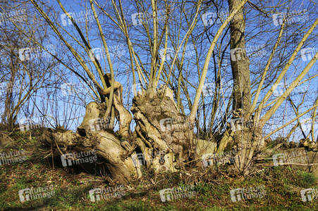 NATURE ART: Bodypainting Herbstimpressionen