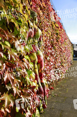 NATURE ART: Bodypainting Herbstimpressionen