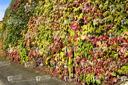 NATURE ART: Bodypainting Herbstimpressionen
