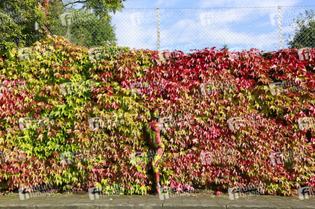 NATURE ART: Bodypainting Herbstimpressionen