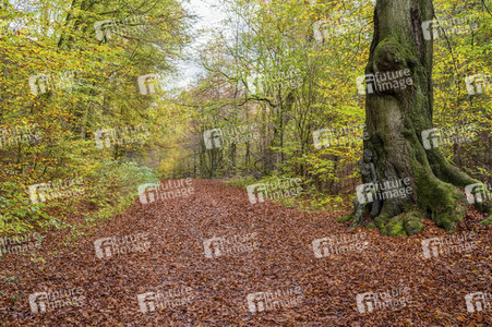 NATURE ART: Bodypainting Herbstimpressionen