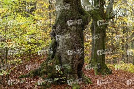 NATURE ART: Bodypainting Herbstimpressionen