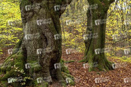 NATURE ART: Bodypainting Herbstimpressionen