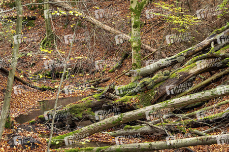 NATURE ART: Bodypainting Herbstimpressionen
