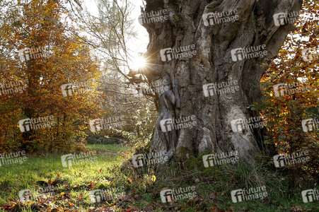 NATURE ART: Bodypainting Herbstimpressionen