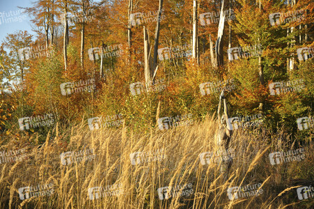 NATURE ART: Bodypainting Herbstimpressionen