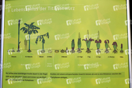 Titanenwurz-Blüte in Hannover
