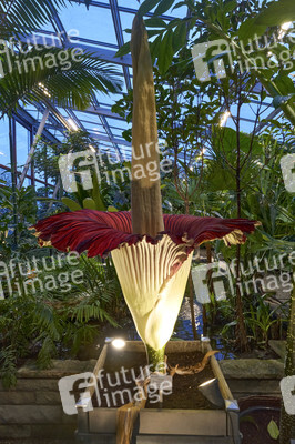 Titanenwurz-Blüte in Hannover