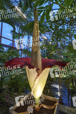 Titanenwurz-Blüte in Hannover