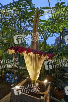 Titanenwurz-Blüte in Hannover